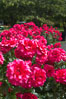 Roses. Victoria, British Columbia, Canada. Image #21050