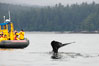 Gray whale raising its fluke (tail) in front of a boat of whale watchers before diving to the ocean floor to forage for crustaceans, Cow Bay, Flores Island, near Tofino, Clayoquot Sound, west coast of Vancouver Island. British Columbia, Canada. Image #21184