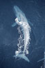 Blue whale.  The entire body of a huge blue whale is seen in this image, illustrating its hydronamic and efficient shape. La Jolla, California, USA. Image #21251