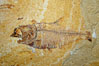 Fossil fish of the Eocene era, found in Fossil Lake, Green River Formation, Kemmerer, Wyoming.  From a private collection.  Order: Ellimmichyiformes: Family; Ellimmichthyidae; Diplomystus. USA. Image #21487