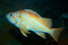 Canary rockfish. Image #21517