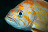 Canary rockfish. Image #21518
