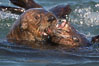 Sea otters mating.  The male holds the female's head or nose with his jaws during copulation. Visible scars are often present on females from this behavior.  Sea otters have a polygynous mating system. Many males actively defend territories and will mate with females that inhabit their territory or seek out females in estrus if no territory is established. Males and females typically bond for the duration of estrus, or about 3 days. Elkhorn Slough National Estuarine Research Reserve, Moss Landing, California, USA. Image #21606