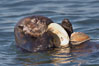 A sea otter eats a clam that it has taken from the shallow sandy bottom of Elkhorn Slough.  Because sea otters have such a high metabolic rate, they eat up to 30% of their body weight each day in the form of clams, mussels, urchins, crabs and abalone.  Sea otters are the only known tool-using marine mammal, using a stone or old shell to open the shells of their prey as they float on their backs. Elkhorn Slough National Estuarine Research Reserve, Moss Landing, California, USA. Image #21609