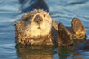 A sea otter resting, holding its paws out of the water to keep them warm and conserve body heat as it floats in cold ocean water. Elkhorn Slough National Estuarine Research Reserve, Moss Landing, California, USA. Image #21614