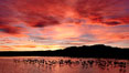 Sunset at Bosque del Apache National Wildlife Refuge, with sandhill cranes silhouetted in reflection in the calm pond.  Spectacular sunsets at Bosque del Apache, rich in reds, oranges, yellows and purples, make for striking reflections of the thousands of cranes and geese found in the refuge each winter. Socorro, New Mexico, USA. Image #21804
