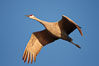 A sandhill crane in flight, spreading its wings wide which can span up to 6 1/2 feet. Bosque del Apache National Wildlife Refuge, Socorro, New Mexico, USA. Image #21807