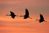 Sandhill cranes, flying across a colorful sunset sky, blur wings due to long time exposure. Bosque del Apache National Wildlife Refuge, Socorro, New Mexico, USA. Image #21812