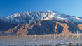Wind turbines, rise above the flat floor of the San Gorgonio Pass near Palm Springs, with snow covered Mount San Jacinto in the background, provide electricity to Palm Springs and the Coachella Valley. California, USA. Image #22210
