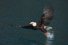 Bald eagle makes a splash while in flight as it takes a fish out of the water. Kenai Peninsula, Alaska, USA. Image #22584