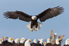Bald eagle spreads its wings to land amid a large group of bald eagles. Kachemak Bay, Homer, Alaska, USA. Image #22588