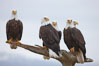 Five bald eagles stand together on wooden perch. Kachemak Bay, Homer, Alaska, USA. Image #22591