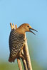 Gila woodpecker, male. Amado, Arizona, USA. Image #22932