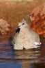 White-winged dove. Amado, Arizona, USA. Image #22952