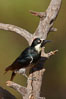 Acorn woodpecker, female. Madera Canyon Recreation Area, Green Valley, Arizona, USA. Image #23023