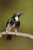 Acorn woodpecker, female. Madera Canyon Recreation Area, Green Valley, Arizona, USA. Image #23081
