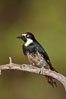 Acorn woodpecker, female. Madera Canyon Recreation Area, Green Valley, Arizona, USA. Image #23090