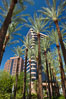 Palm trees and blue sky, office buildings, downtown Phoenix. Arizona, USA. Image #23177