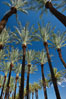 Palm trees and blue sky, downtown Phoenix. Arizona, USA. Image #23180