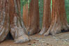 Giant sequoia trees, roots spreading outward at the base of each massive tree, rise from the shaded forest floor. Mariposa Grove, Yosemite National Park, California, USA. Image #23258