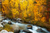 Aspens turn yellow in autumn, changing color alongside the south fork of Bishop Creek at sunset. Bishop Creek Canyon, Sierra Nevada Mountains, California, USA. Image #23323