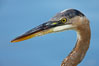 Great blue heron, head detail. Santee Lakes, California, USA. Image #23395