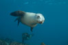 California sea lion, underwater at Santa Barbara Island.  Santa Barbara Island, 38 miles off the coast of southern California, is part of the Channel Islands National Marine Sanctuary and Channel Islands National Park.  It is home to a large population of sea lions. USA. Image #23418
