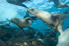 California sea lions, underwater at Santa Barbara Island.  Santa Barbara Island, 38 miles off the coast of southern California, is part of the Channel Islands National Marine Sanctuary and Channel Islands National Park.  It is home to a large population of sea lions. USA. Image #23422