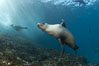 California sea lion, underwater at Santa Barbara Island.  Santa Barbara Island, 38 miles off the coast of southern California, is part of the Channel Islands National Marine Sanctuary and Channel Islands National Park.  It is home to a large population of sea lions. USA. Image #23433