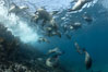 California sea lions, underwater at Santa Barbara Island.  Santa Barbara Island, 38 miles off the coast of southern California, is part of the Channel Islands National Marine Sanctuary and Channel Islands National Park.  It is home to a large population of sea lions. USA. Image #23437