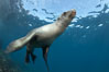 California sea lion, underwater at Santa Barbara Island.  Santa Barbara Island, 38 miles off the coast of southern California, is part of the Channel Islands National Marine Sanctuary and Channel Islands National Park.  It is home to a large population of sea lions. USA. Image #23440