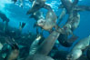California sea lions, underwater at Santa Barbara Island.  Santa Barbara Island, 38 miles off the coast of southern California, is part of the Channel Islands National Marine Sanctuary and Channel Islands National Park.  It is home to a large population of sea lions. USA. Image #23442