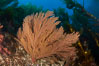 California golden gorgonian on rocky reef, below kelp forest, underwater.  The golden gorgonian is a filter-feeding temperate colonial species that lives on the rocky bottom at depths between 50 to 200 feet deep.  Each individual polyp is a distinct animal, together they secrete calcium that forms the structure of the colony. Gorgonians are oriented at right angles to prevailing water currents to capture plankton drifting by. San Clemente Island, USA. Image #23523