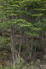 Forest, Tierra del Fuego National Park, Argentina. Ushuaia. Image #23610