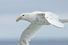 White nellie, the white morph of the southern giant petrel.  Southern giant petrel in flight. Falkland Islands, United Kingdom. Image #23678
