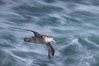 Southern giant petrel in flight at dusk, after sunset, as it soars over the open ocean in search of food. Falkland Islands, United Kingdom. Image #23680