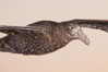 Southern giant petrel in flight.  The distinctive tube nose (naricorn), characteristic of species in the Procellariidae family (tube-snouts), is easily seen. Falkland Islands, United Kingdom. Image #23681