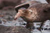 Northern giant petrel scavenging a fur seal carcass.  Giant petrels will often feed on carrion, defending it in a territorial manner from other petrels and carrion feeders. Right Whale Bay, South Georgia Island. Image #23683