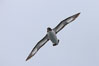 Pintado petrel, in flight, a small open-ocean seabird known for its distinctive black and white coloration. Falkland Islands, United Kingdom. Image #23695