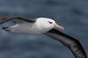 Black-browed albatross in flight.  The black-browed albatross is a medium-sized seabird at 31�37" long with a 79�94" wingspan and an average weight of 6.4�10 lb. They have a natural lifespan exceeding 70 years. They breed on remote oceanic islands and are circumpolar, ranging throughout the Southern Oceanic. Falkland Islands, United Kingdom. Image #23715