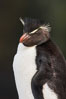 Rockhopper penguin portrait, showing the yellowish plume feathers that extend behind its red eye in adults.  The western rockhopper penguin stands about 23" high and weights up to 7.5 lb, with a lifespan of 20-30 years. New Island, Falkland Islands, United Kingdom. Image #23724
