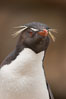 Rockhopper penguin portrait, showing the yellowish plume feathers that extend behind its red eye in adults.  The western rockhopper penguin stands about 23" high and weights up to 7.5 lb, with a lifespan of 20-30 years. New Island, Falkland Islands, United Kingdom. Image #23726
