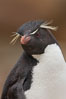Rockhopper penguin portrait, showing the yellowish plume feathers that extend behind its red eye in adults.  The western rockhopper penguin stands about 23" high and weights up to 7.5 lb, with a lifespan of 20-30 years. New Island, Falkland Islands, United Kingdom. Image #23729