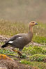 Upland goose, female, walking across grasslands. Males have a white head and breast, females are brown with black-striped wings and yellow feet. Upland geese are 24-29"  long and weigh about 7 lbs. New Island, Falkland Islands, United Kingdom. Image #23770