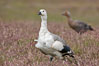Upland goose, male, walking across grasslands. Males have a white head and breast, females are brown with black-striped wings and yellow feet. Upland geese are 24-29"  long and weigh about 7 lbs. New Island, Falkland Islands, United Kingdom. Image #23773