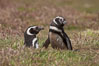 Magellanic penguins, in grasslands at the opening of their underground burrow.  Magellanic penguins can grow to 30" tall, 14 lbs and live over 25 years.  They feed in the water, preying on cuttlefish, sardines, squid, krill, and other crustaceans. New Island, Falkland Islands, United Kingdom. Image #23774