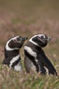 Magellanic penguins, in grasslands at the opening of their underground burrow.  Magellanic penguins can grow to 30" tall, 14 lbs and live over 25 years.  They feed in the water, preying on cuttlefish, sardines, squid, krill, and other crustaceans. New Island, Falkland Islands, United Kingdom. Image #23776