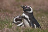 Magellanic penguins, in grasslands at the opening of their underground burrow.  Magellanic penguins can grow to 30" tall, 14 lbs and live over 25 years.  They feed in the water, preying on cuttlefish, sardines, squid, krill, and other crustaceans. New Island, Falkland Islands, United Kingdom. Image #23779