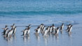 Gentoo penguins coming ashore, after foraging at sea, walking through ocean water as it wades onto a sand beach.  Adult gentoo penguins grow to be 30" and 19lb in size.  They feed on fish and crustaceans.  Gentoo penguins reside in colonies well inland from the ocean, often formed of a circular collection of stones gathered by the penguins. New Island, Falkland Islands, United Kingdom. Image #23833