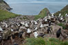 Colony of nesting black-browed albatross, rockhopper penguins and Imperial shags, set high above the ocean on tussock grass-covered seacliffs. Westpoint Island, Falkland Islands, United Kingdom. Image #23935